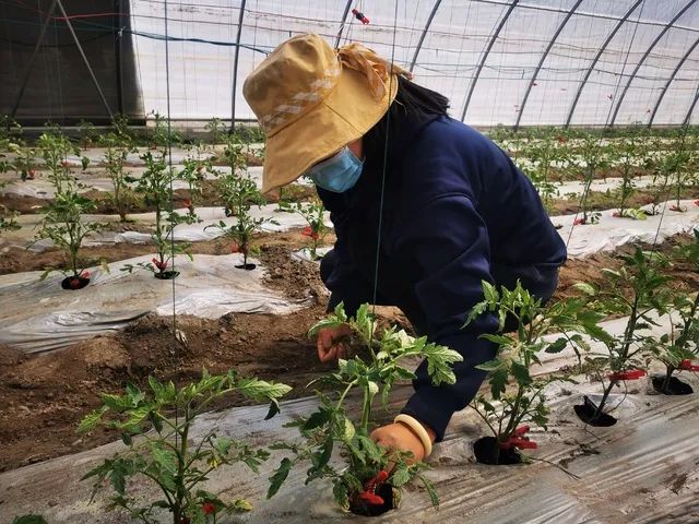 时令蔬菜的魅力与影响力，引领健康饮食新潮流